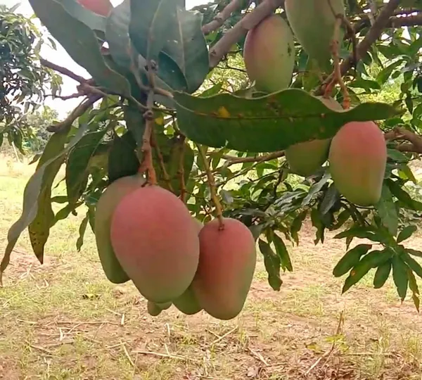 Suvarnarakha_Hybrid_Mango_Fruit_Plant_&_Tree_For_Home_Garden_Suvarnorakha_Healthy_Mango_Fruit_Plant_(1.5-3.5_Ft_Hight)_Pack_Of_1