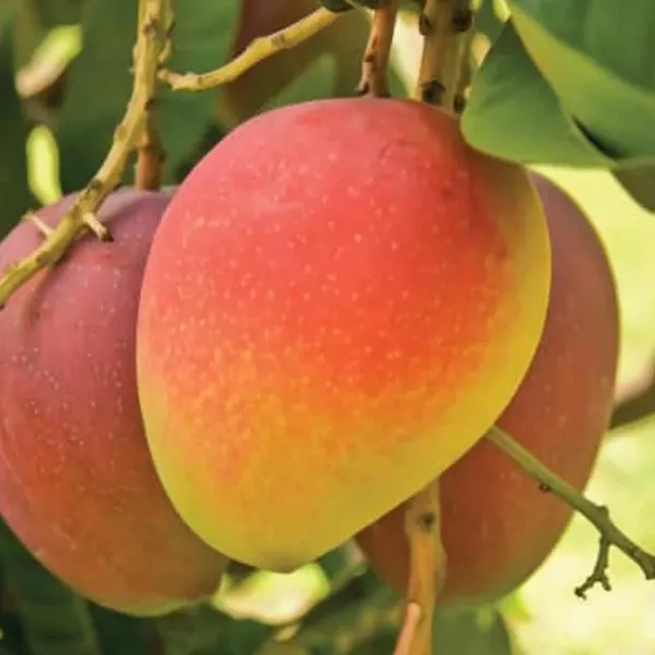 Suvarnarakha_Hybrid_Mango_Fruit_Plant_&_Tree_For_Home_Garden_Suvarnorakha_Healthy_Mango_Fruit_Plant_(1.5-3.5_Ft_Hight)_Pack_Of_1