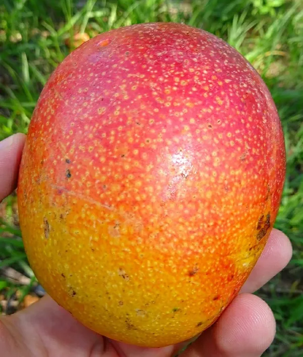 Suvarnarakha_Hybrid_Mango_Fruit_Plant_&_Tree_For_Home_Garden_Suvarnorakha_Healthy_Mango_Fruit_Plant_(1.5-3.5_Ft_Hight)_Pack_Of_1