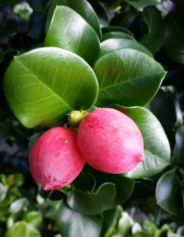 Sweet_Karonda_Cherry_Fruit_Plant