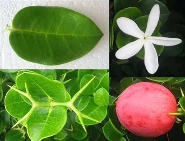 Sweet_Karonda_Cherry_Fruit_Plant