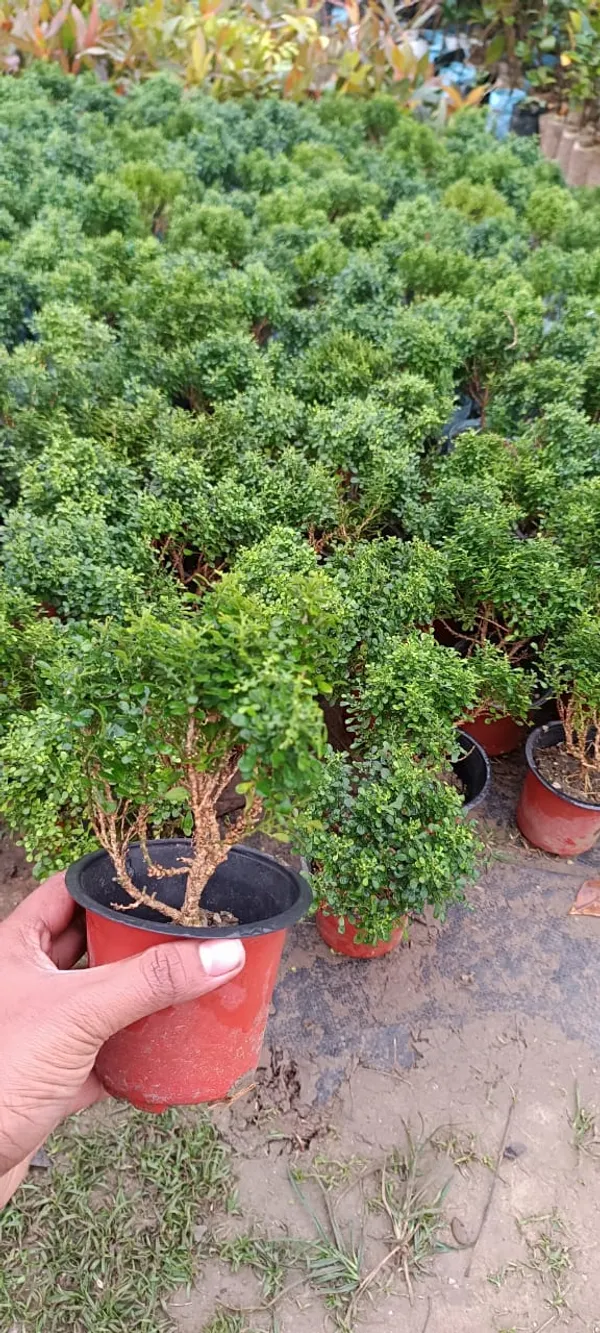 Table_Kamini_Best_Indoor/Outdoor_Plant_For_Home_Decoration_&_Gardening_(Pack_Of_1)