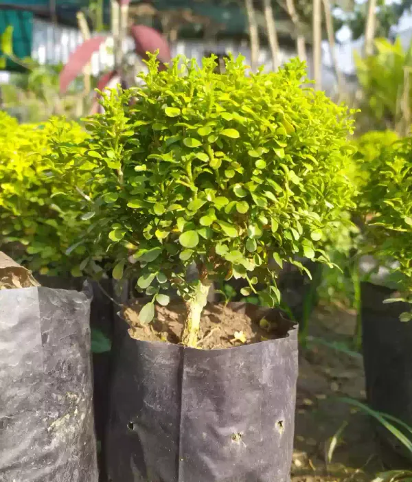 Table_Kamini_Best_Indoor/Outdoor_Plant_For_Home_Decoration_&_Gardening_(Pack_Of_1)