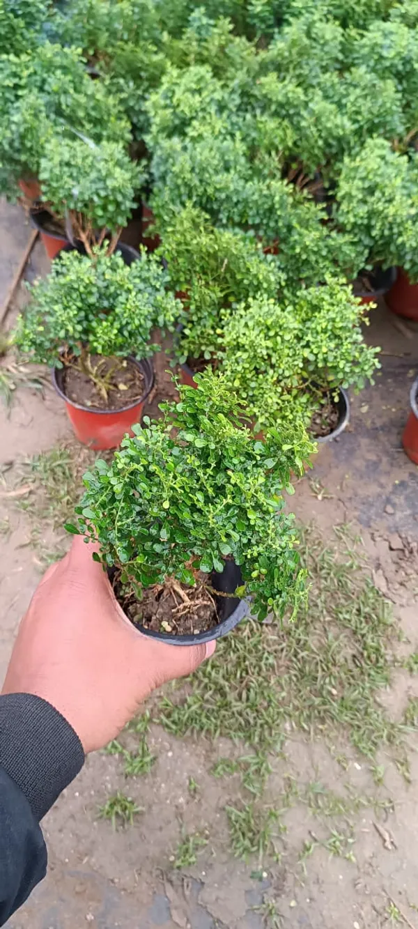 Table_Kamini_Best_Indoor/Outdoor_Plant_For_Home_Decoration_&_Gardening_(Pack_Of_1)