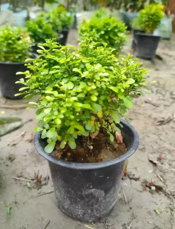 Table_Kamini_Best_Indoor/Outdoor_Plant_For_Home_Decoration_&_Gardening_(Pack_Of_1)