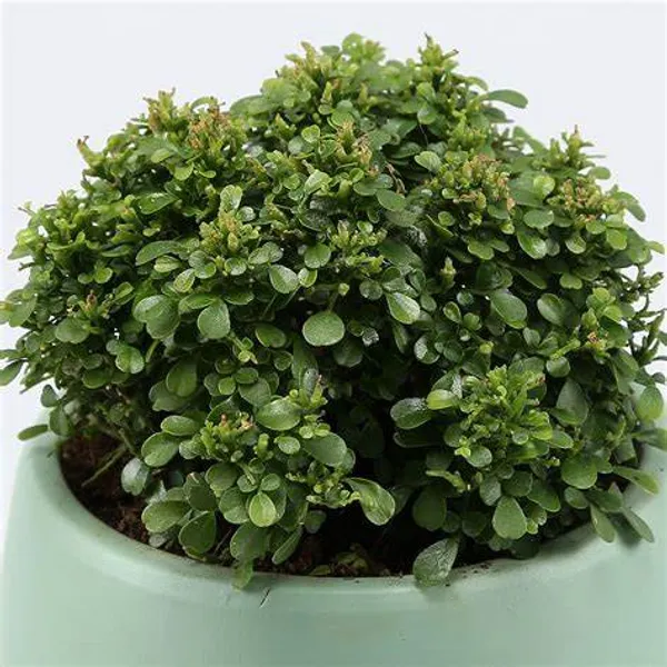 Table_Kamini_(Air_Purifying)_Indoor_Plant_(Pack_Of_1)