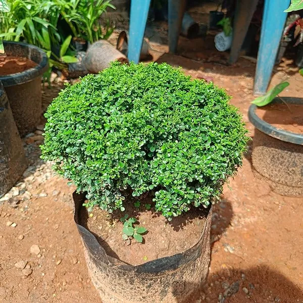 Table_Kamini_(Air_Purifying)_Indoor_Plant_(Pack_Of_1)