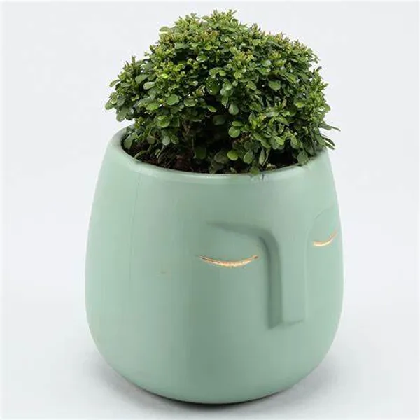 Table_Kamini_(Air_Purifying)_Indoor_Plant_(Pack_Of_1)
