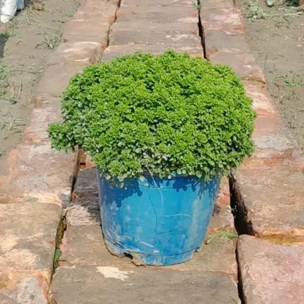 Table_Kamini_(Air_Purifying)_Indoor_Plant_(Pack_Of_1)