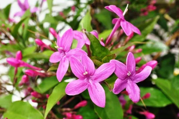 Tagar_Blue_(Grafted)_1.5-3.5_Ft_Hybrid_Flower_Plant_(Pack_Of_1)