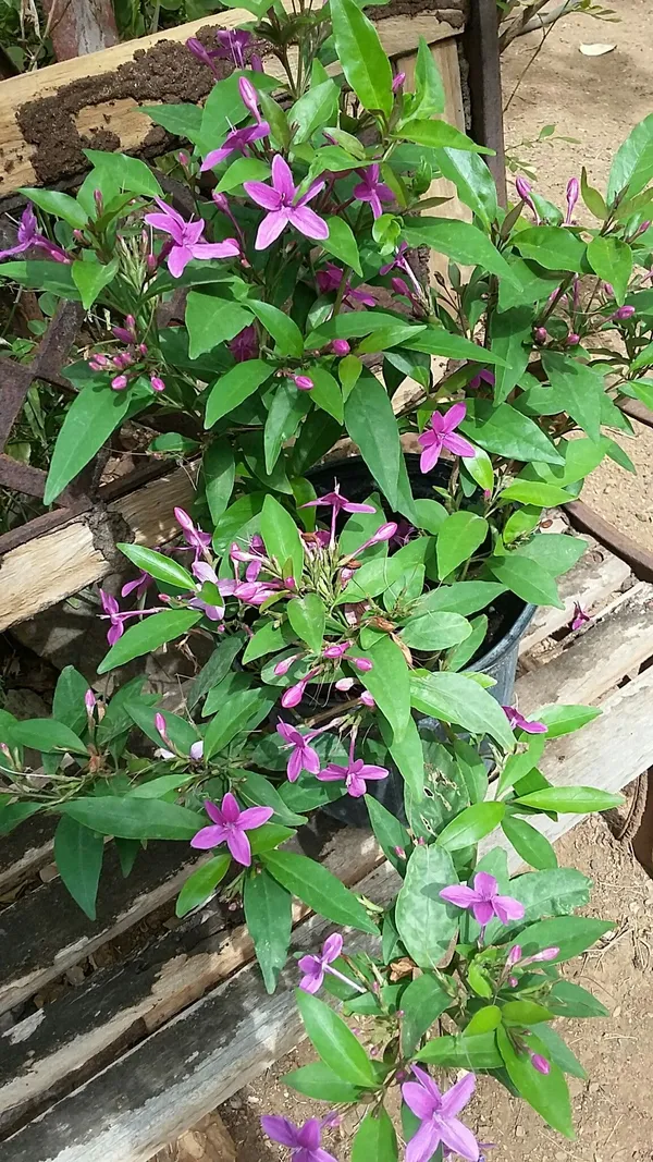 Tagar_Blue_(Grafted)_1.5-3.5_Ft_Hybrid_Flower_Plant_(Pack_Of_1)