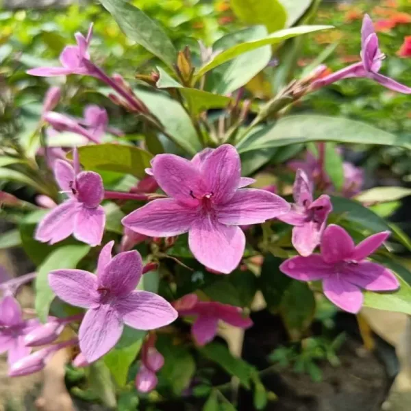 Tagar_Blue_(Grafted)_1.5-3.5_Ft_Hybrid_Flower_Plant_(Pack_Of_1)