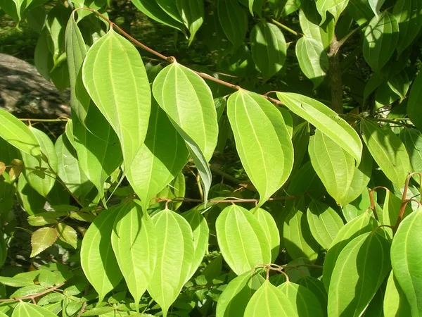 Tej_Patta/Bay_Leaf/Cassia_Leaf_Plant_(Pack_of_1)