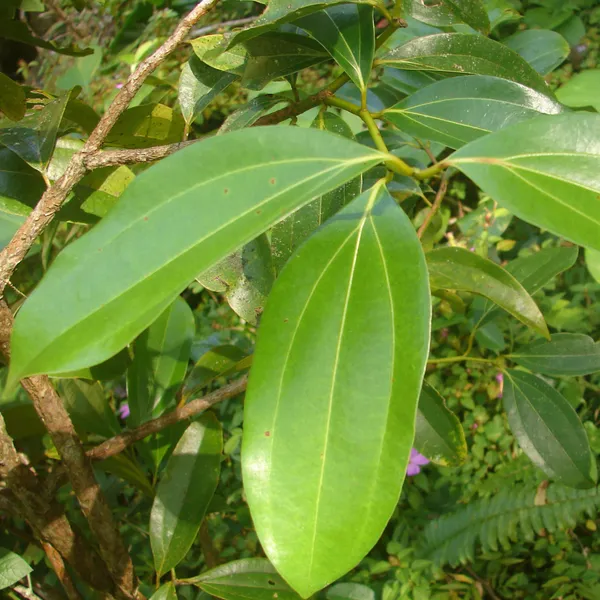 Tej_Patta/Bay_Leaf/Cassia_Leaf_Plant_(Pack_of_1)