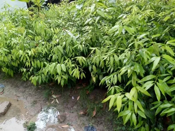 Tej_Patta/Bay_Leaf/Cassia_Leaf_Plant_(Pack_of_1)