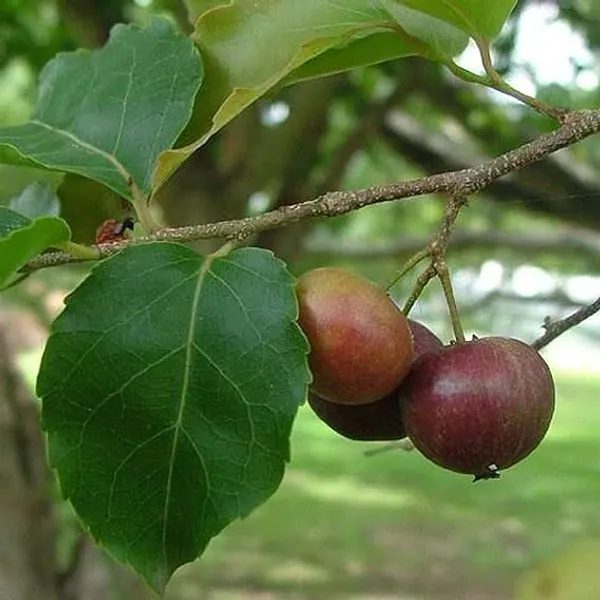 Tennis_Ball_Cherry_Cherries_Grafted_Plant_(1-2_Feet_Height)
