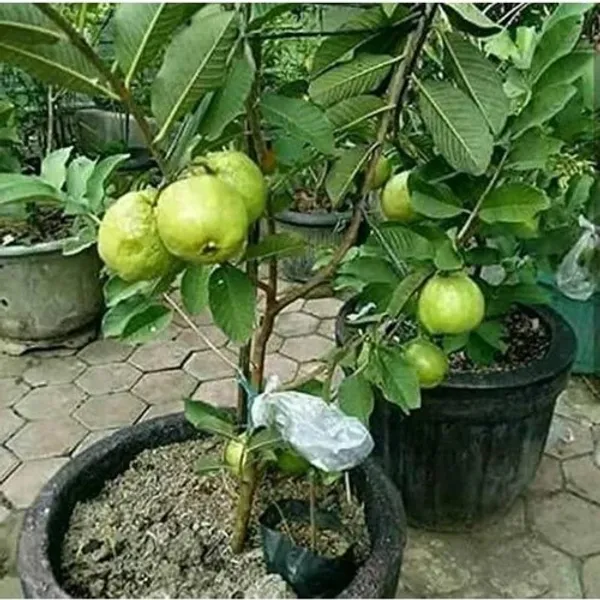 Thai-5_(Grafted)_Guava_Hybrid_1.5-3.5_Ft_Plant_(Pack_of_1)