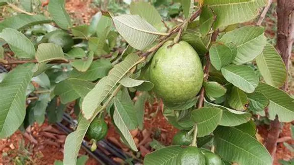 Thai-5_(Grafted)_Guava_Hybrid_1.5-3.5_Ft_Plant_(Pack_of_1)