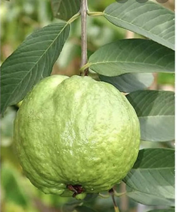Thai-7_(Grafted)_Guava_1.5-3.5_Ft_Hybrid_Plant_(Pack_of_1)