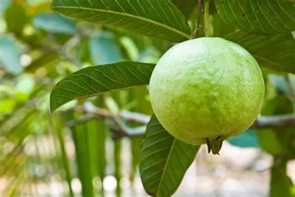Thai-7_(Grafted)_Guava_1.5-3.5_Ft_Hybrid_Plant_(Pack_of_1)