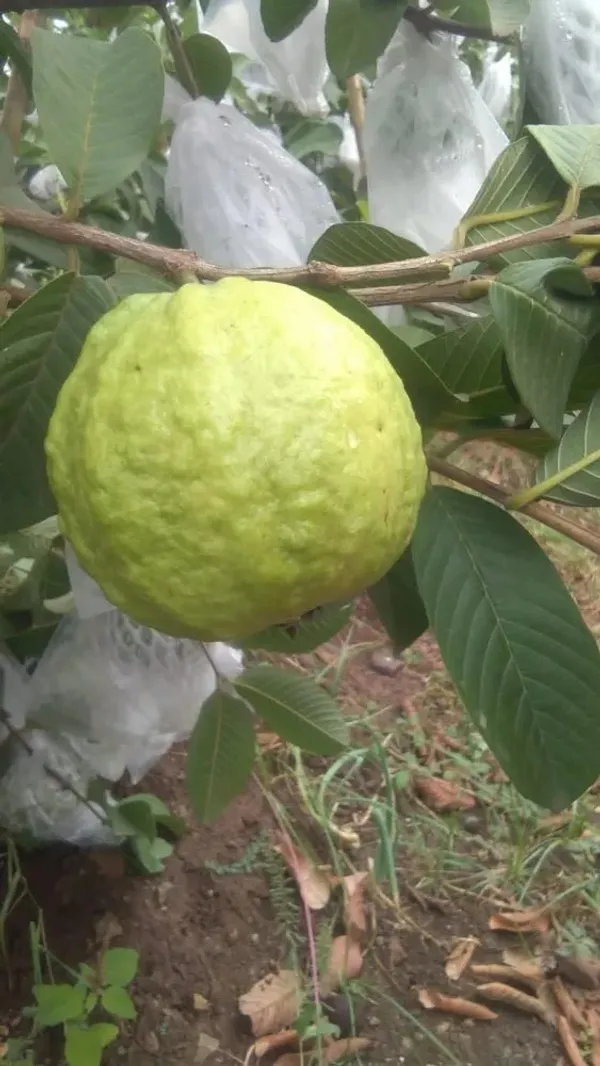 Thai_All_Time_Guava_Fruit_Plant_&_Tree_(1.5-3.5_Ft_Hight)_For_Your_Home_Garden_12_Month_Guava_Plant_(Grafted,_Pack_Of_1)
