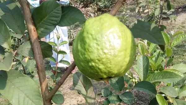 Thai_All_Time_Guava_Fruit_Plant_&_Tree_(1.5-3.5_Ft_Hight)_For_Your_Home_Garden_12_Month_Guava_Plant_(Grafted,_Pack_Of_1)