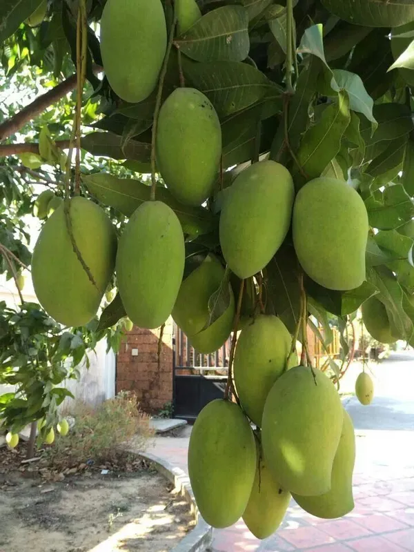 Thai_All_Time_Hybrid_Mango_Fruit_Plant_(1.5-3.5_Ft_Size)_For_Gardening_(Air_Layering,_Pack_Of_1)