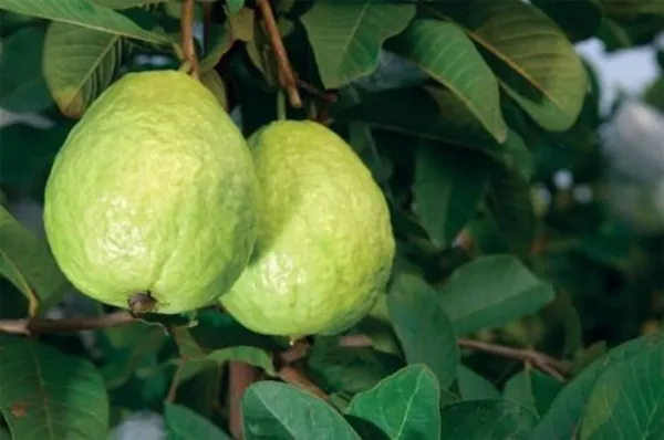 Thai_All_Time_L40_Guava