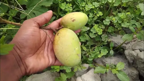 Thai_All_Time_Mango_Fruit_Plant_&_Tree_For_Home_Gardening_12_Month_Hybrid_Mango_Plant_(Grafted,_Pack_Of_1)