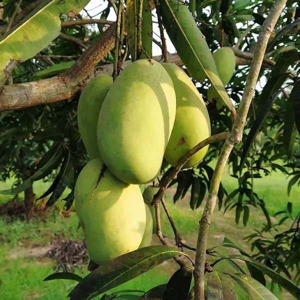 Thai_All_Time_Mango_Fruit_Plant_&_Tree_For_Home_Gardening_12_Month_Hybrid_Mango_Plant_(Grafted,_Pack_Of_1)