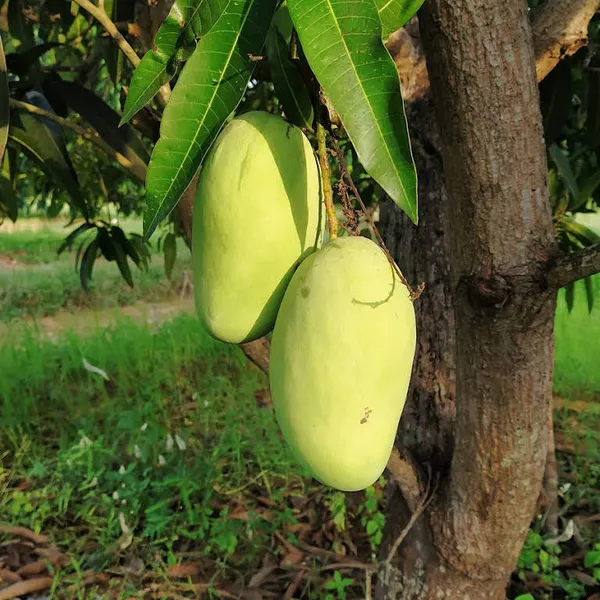 Thai_All_Time_Mango_Fruit_Plant_&_Tree_For_Home_Gardening_12_Month_Hybrid_Mango_Plant_(Grafted,_Pack_Of_1)