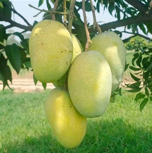 Thai_All_Time_Mango_Fruit_Plant_&_Tree_For_Home_Gardening_12_Month_Hybrid_Mango_Plant_(Grafted,_Pack_Of_1)