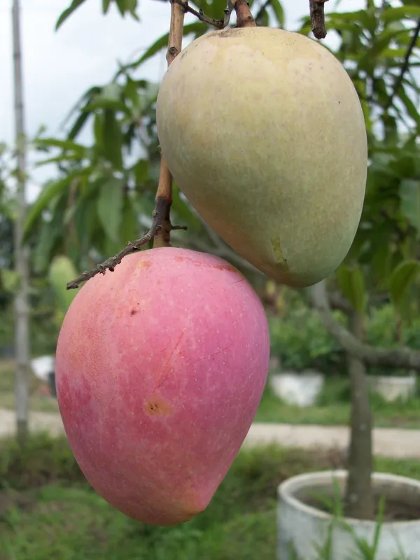 Thai_All_Time_Mango_Fruit_Plant_For_Home_Gardening,_Suitable_Location_Outdoor,_Hybrid_Dwarf_Variety_Mango_Plant_(Pack_Of_1)
