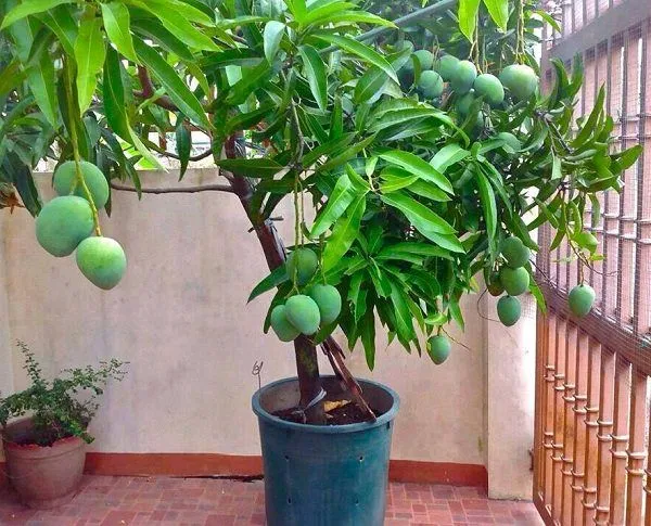Thai_All_Time_Mango_Fruit_Plant_For_Home_Gardening,_Suitable_Location_Outdoor,_Hybrid_Dwarf_Variety_Mango_Plant_(Pack_Of_1)