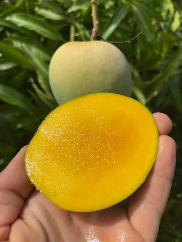 Thai_All_Time_Mango_Fruit_Plant_For_Home_Gardening,_Suitable_Location_Outdoor,_Hybrid_Dwarf_Variety_Mango_Plant_(Pack_Of_1)