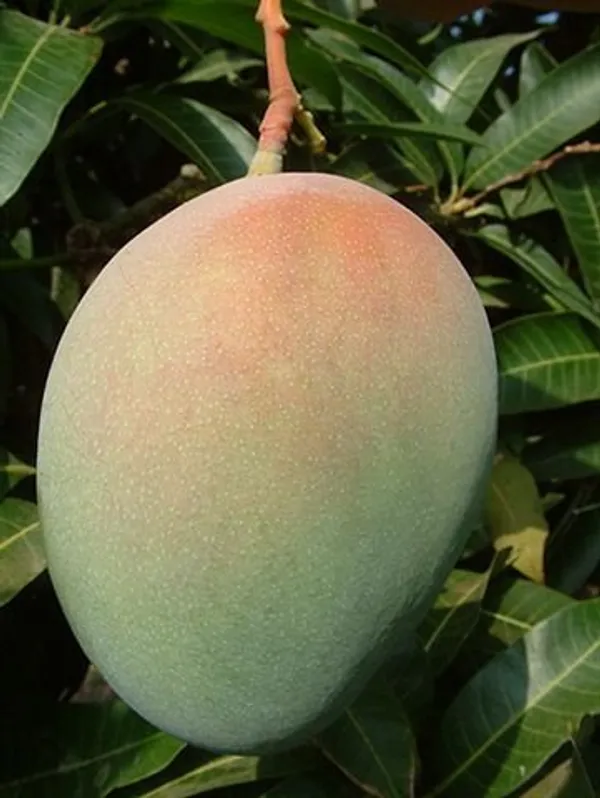 Thai_All_Time_Mango_Fruit_Plant_For_Home_Gardening,_Suitable_Location_Outdoor,_Hybrid_Dwarf_Variety_Mango_Plant_(Pack_Of_1)