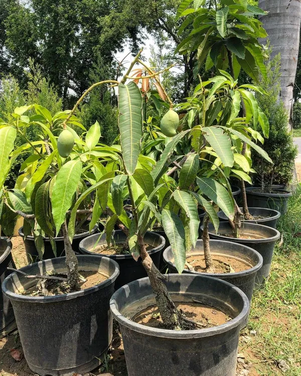 Thai_All_Time_Mango_Hybrid_Fruit_Plant_&_Tree_(1.5-3.5_Ft_Size)_For_Home_Gardening_Suitable_Location_Outdoor_12_Month_Mango_Fruit_Plant_Age_1.5_Years_(Grafted,_Pack_Of_1)