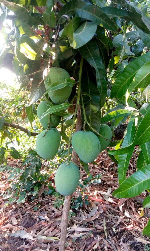 Thai_All_Time_Mango_Hybrid_Fruit_Plant_&_Tree_(1.5-3.5_Ft_Size)_For_Home_Gardening_Suitable_Location_Outdoor_12_Month_Mango_Fruit_Plant_Age_1.5_Years_(Grafted,_Pack_Of_1)