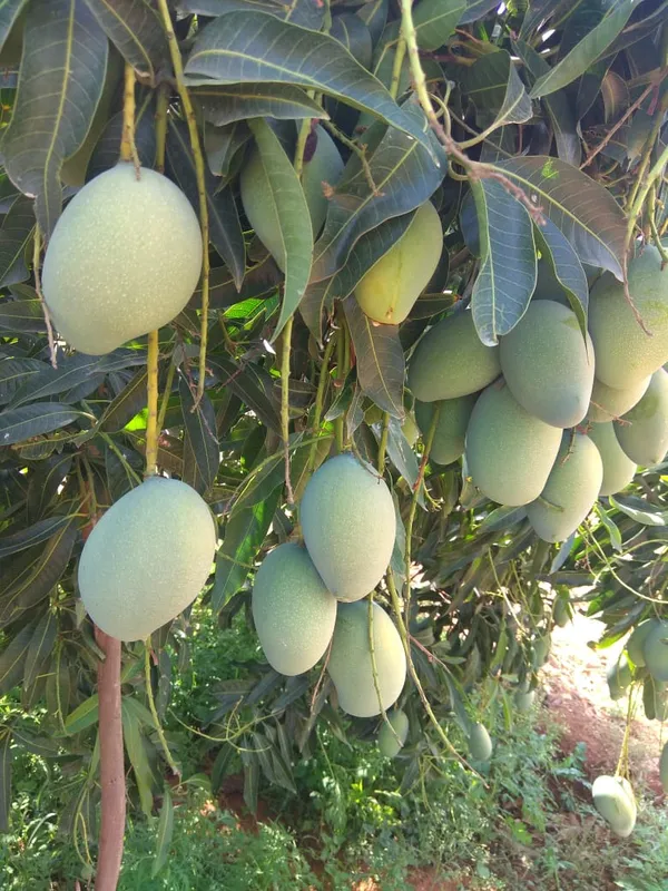 Thai_All_Time_(Hybrid)_Mango_Fruit_Plant_&_Tree_(1.5-3.5_Ft)_For_Home_Gardening_12_Month_Grafted_Mango_Plant_(Pack_Of_1)