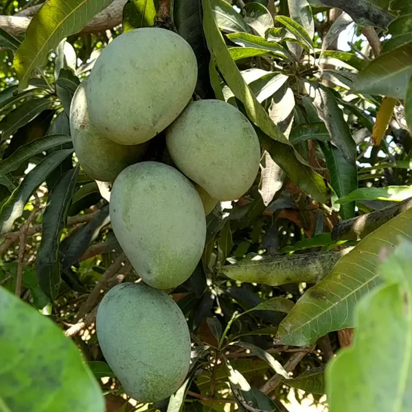Thai_All_Time_(Hybrid)_Mango_Fruit_Plant_&_Tree_(1.5-3.5_Ft)_For_Home_Gardening_12_Month_Grafted_Mango_Plant_(Pack_Of_1)