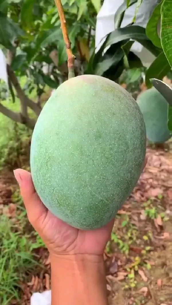 Thai_All_Time_(Hybrid)_Mango_Fruit_Plant_&_Tree_(1.5-3.5_Ft)_For_Home_Gardening_12_Month_Grafted_Mango_Plant_(Pack_Of_1)