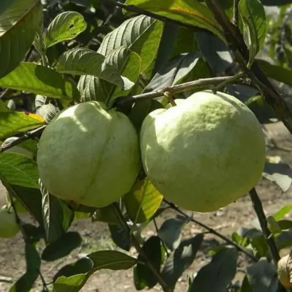 Thai_Guava_Hybrid_Plant_All_Time_(Grafted)_(Pack_of_1)
