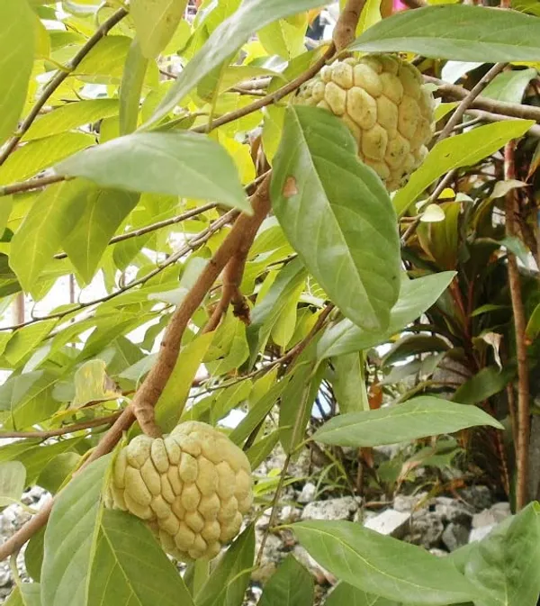 Thai_Golden/Yellow_Sugar_Apple_Sitafal__Fruit_Plant_&_Tree_-_Rare_Red_Custard_Apple_Grafted_Plants_&_Tree(1-1.5_Ft_Size)_Hybrid_Healthy_Plant_And_Tree