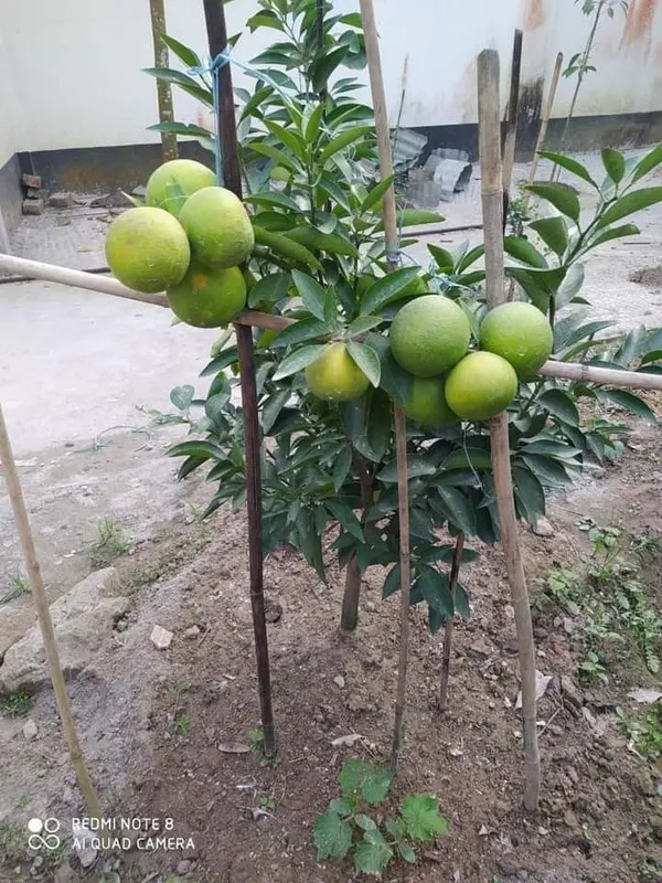 Thai_Grafted_Malta/_Mousambi_Fruit_Plant_(Hybrid,_Pack_Of_1)