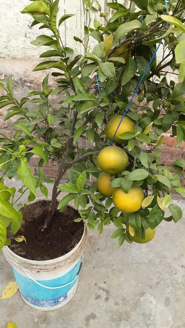 Thai_Grafted_Malta/_Mousambi_Fruit_Plant_(Hybrid,_Pack_Of_1)