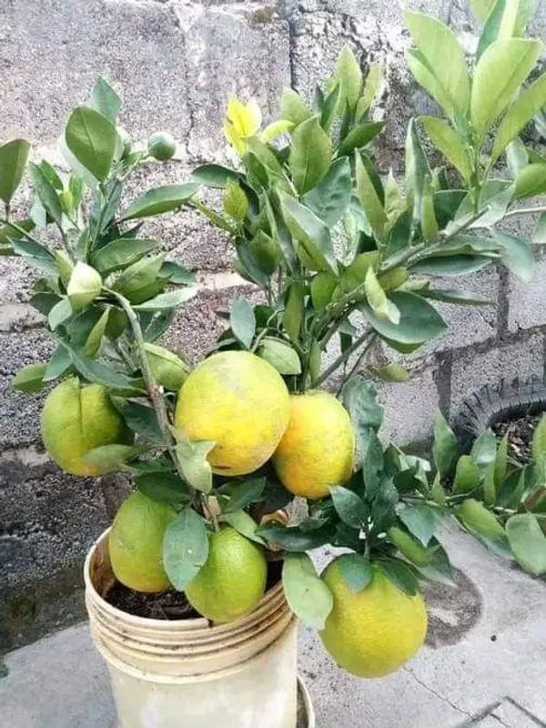 Thai_Grafted_Malta/_Mousambi_Fruit_Plant_(Hybrid,_Pack_Of_1)