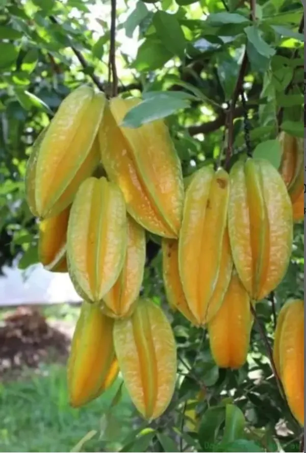 Thai_Hular_Carambola/Chinese_Gooseberry/Star_Fruit_Plant_(Pack_of_1)