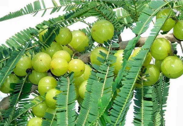 Thai_Hybrid_Amla_Plant_(Pack_of_1)