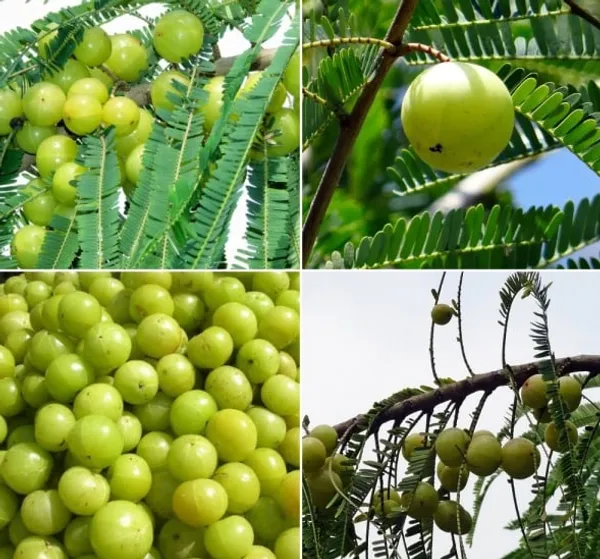 Thai_Hybrid_Amla_Plant_(Pack_of_1)