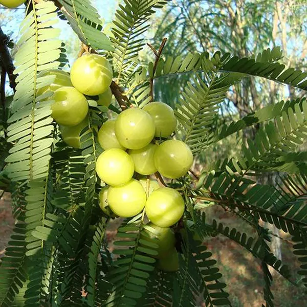 Thai_Hybrid_Amla_Plant_(Pack_of_1)